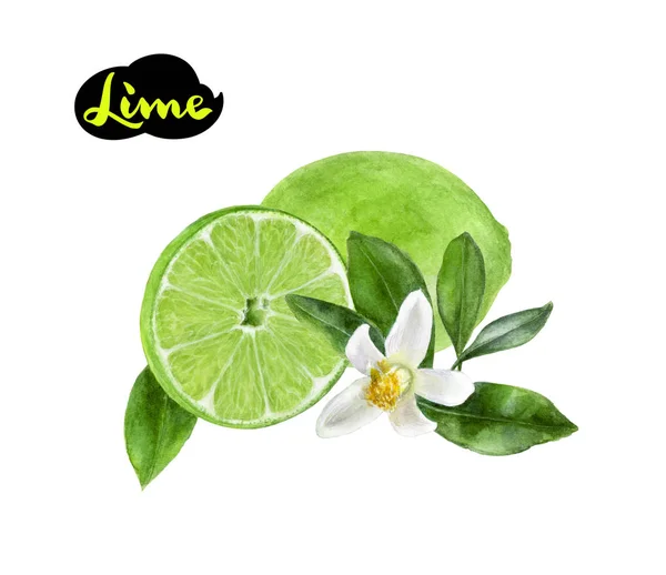 Lime with flower watercolor hand draw illustration — Stock Photo, Image