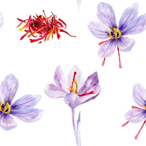 Safran bitkisi çiçek suluboya elle çizilmiş illüstrasyon — Stok fotoğraf