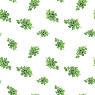 Suluboya elle çizilmiş maydanoz izole seamless modeli baharat.