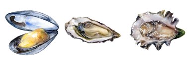 Suluboya el çizilmiş çizimi seashell, yumuşakça.