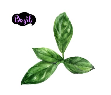 Suluboya elle çizilmiş nane yaprağı illüstrasyon. Beyaz izole.