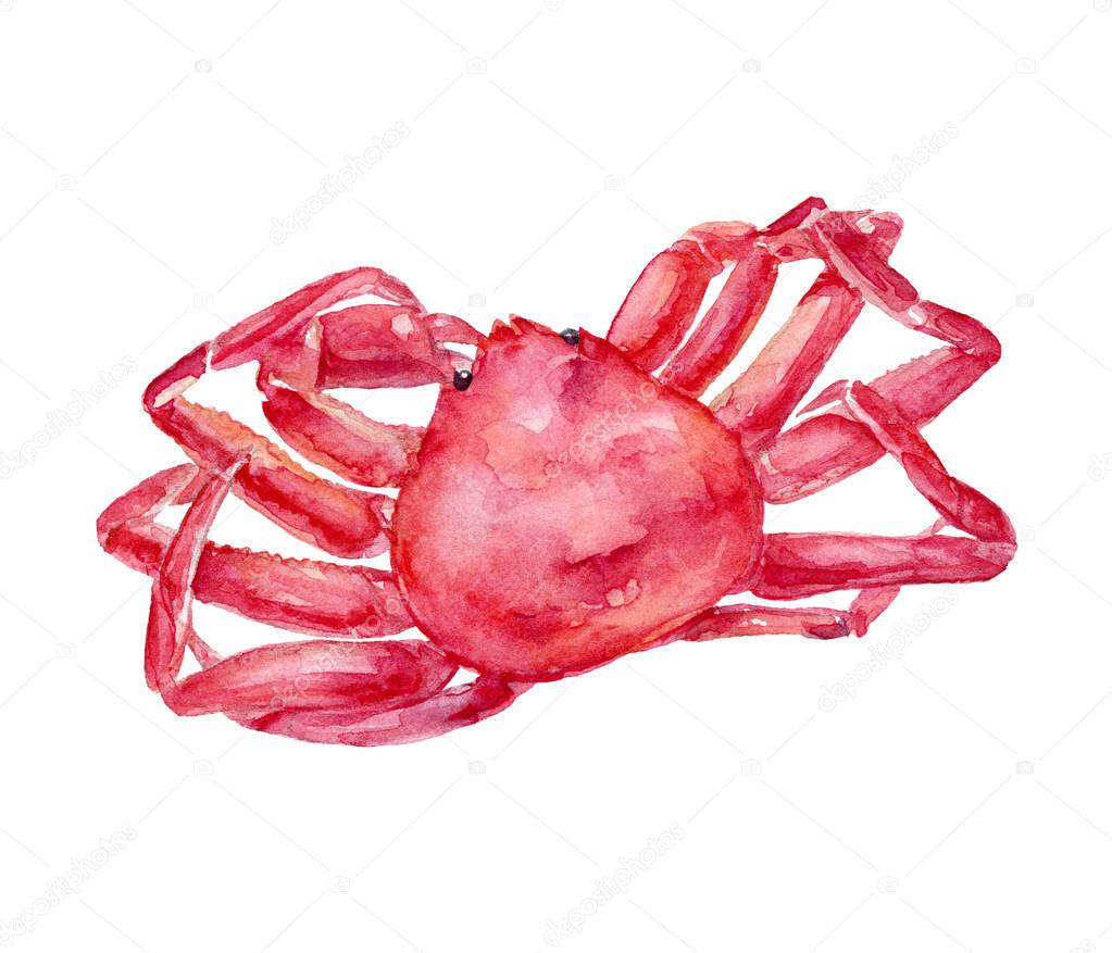 Watercolor hand drawn king crab illustration. Isolated on white.