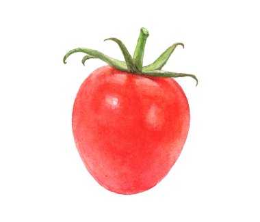 Beyaz izole suluboya elle çizilmiş domates.