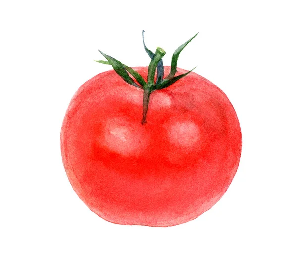 Akwarela odręczne pomidory na białym tle. — Zdjęcie stockowe