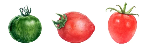 Aquarel hand getrokken peterselie, rode en groene tomaten. — Stockfoto