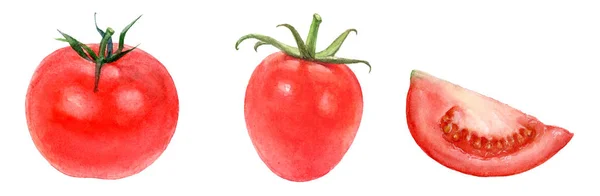 Akwarela odręczne pietruszka, czerwone i zielone pomidory. — Zdjęcie stockowe
