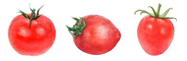 Akwarela odręczne pietruszka, czerwone i zielone pomidory. — Zdjęcie stockowe