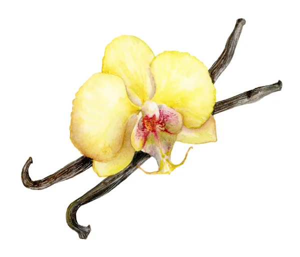 Vanilla sticks and vanilla flower watercolor illustration. — Stock Photo, Image