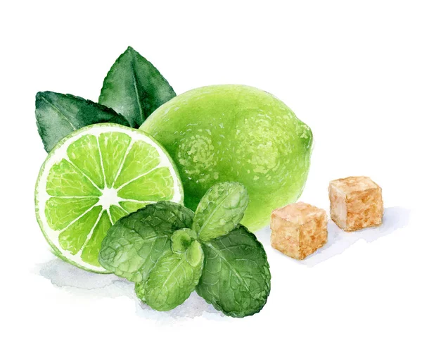 Lime och mint akvarell handritad illustration. — Stockfoto