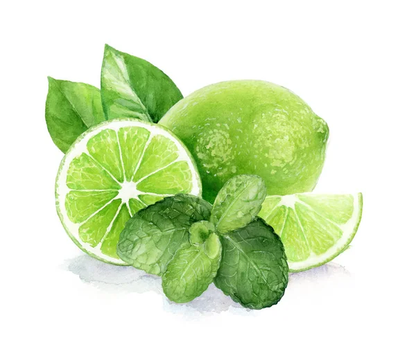 Lime och mint akvarell handritad illustration. — Stockfoto
