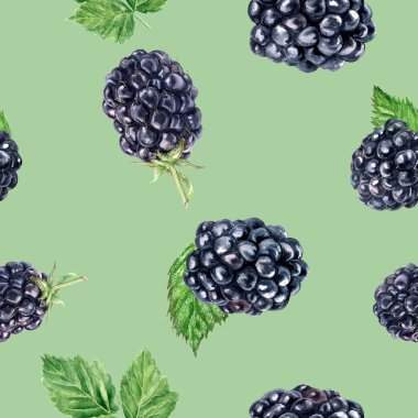 Suluboya el böğürtlen izole dikişsiz desen çizilmiş.