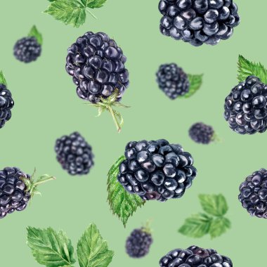 Suluboya el böğürtlen izole dikişsiz desen çizilmiş.