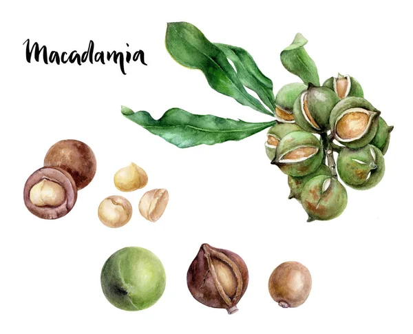 Macadamia dado acquerello illustrazione isolato su sfondo bianco — Foto Stock