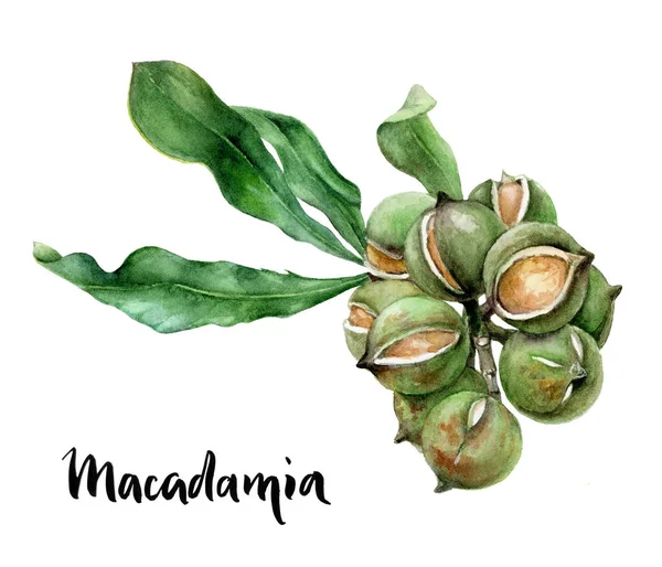 Macadamia écrou aquarelle illustration isolé sur fond blanc — Photo