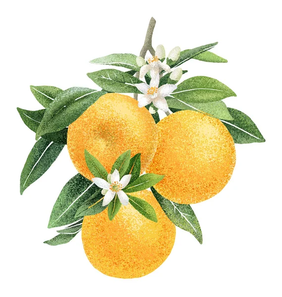 Ramo laranja com frutas e flores ilustração desenho mão — Fotografia de Stock