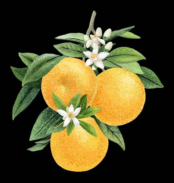 Orange branch with fruits and flowers hand draw illustration