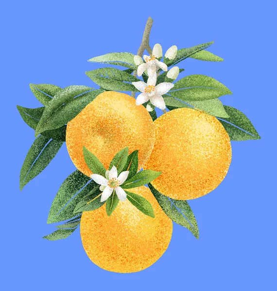 Orangenzweig mit Früchten und Blumen Hand zeichnen Illustration — Stockfoto