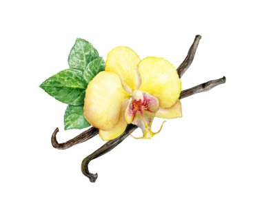 Vanilya çubukları, vanilya çiçeği ve nane yaprağı suluboya illüstrasyon.