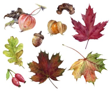 Sonbahar yeşillik elemanları suluboya beyaz arka plan üzerinde izole