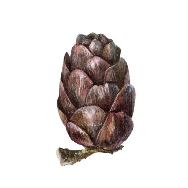 Ahşap koni elemanları beyaz arka plan üzerinde izole suluboya ayarlayın