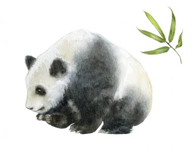 Panda ayı suluboya el çizmek illüstrasyon beyaz arka plan üzerinde izole.