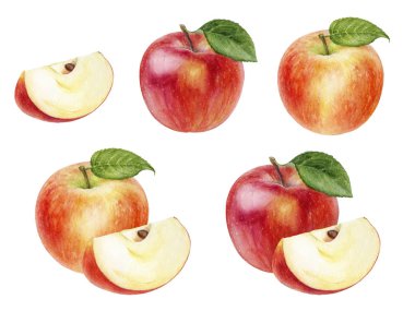 Elma beyaz arka plan üzerinde izole suluboya illüstrasyon ayarlayın