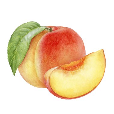 Şeftali meyve suluboya beyaz arka plan üzerinde izole