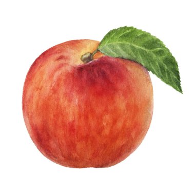 Şeftali meyve suluboya beyaz arka plan üzerinde izole