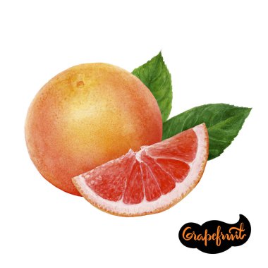 Greyfurt seti suluboya beyaz arka plan izole