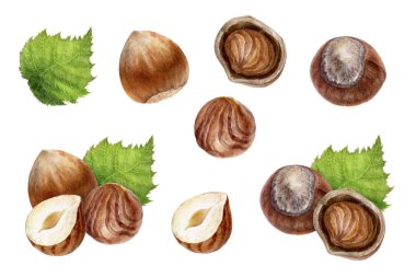 Fındık seti suluboya beyaz arka plan üzerinde izole