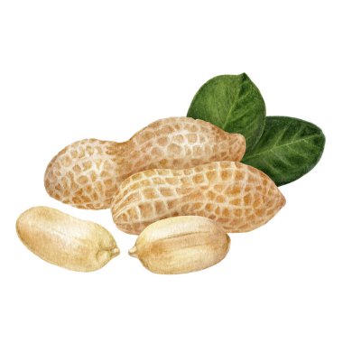 Peanut bileşimi beyaz arkaplanda izole edilmiş suluboya