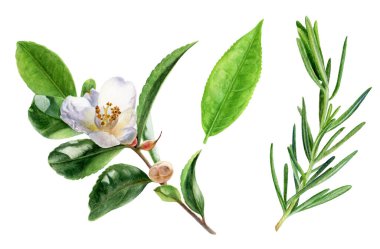 Çay yaprakları biberiye suluboya resimleme beyaz arka planda izole