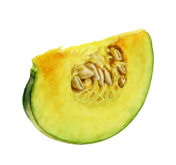 Beyaz arkaplanda izole edilmiş balkabağı dilimi suluboya çizimi