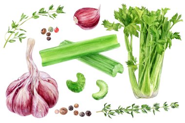 Sarımsaklı kereviz kekik biberleri beyaz arka planda izole edilmiş suluboya tablosu.