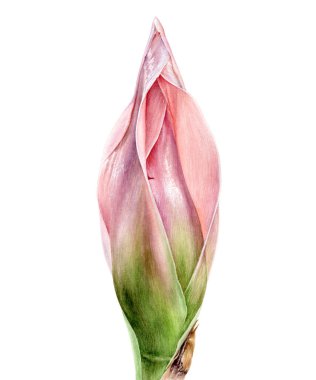 Pembe çiçek etlingera elatior bud suluboya el çizimi 