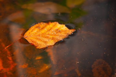 Yüzey gerilimini kullanarak suyun üzerinde yatan bir bahar yaprağı..