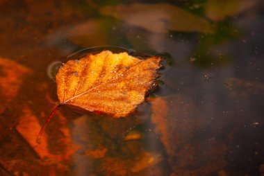 Yüzey gerilimini kullanarak suyun üzerinde yatan bir bahar yaprağı..