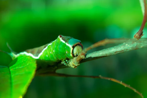 Природа Живая Зеленая Гусеница Ползающая Вдоль Ветки — стоковое фото