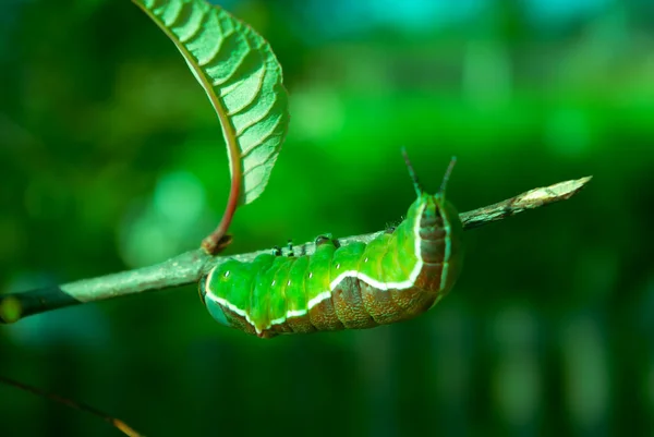 Natur Eine Lebende Grüne Raupe Die Einem Ast Entlang Kriecht — Stockfoto