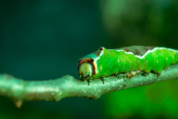 Natura Bruco Verde Vivo Che Striscia Lungo Ramo — Foto Stock