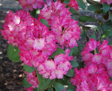 Doğada çiçek açan 