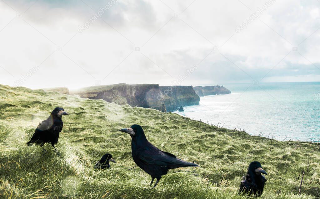 crows sitting at the cliffs of moher, Ireland