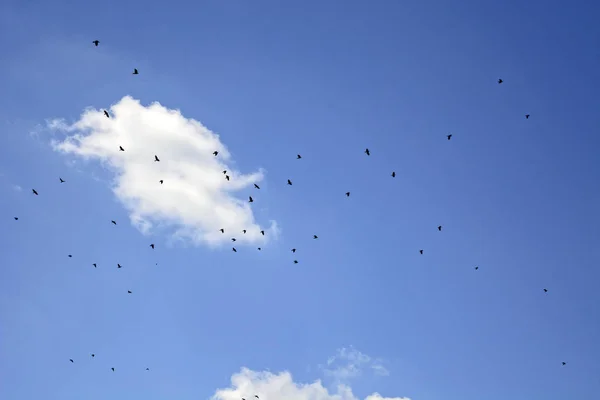 夏天天空中的飞行鸟群 — 图库照片