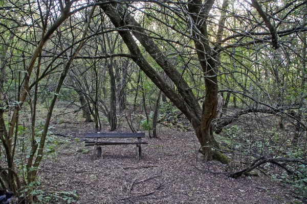 Vieux Banc Bois Délabré Dans Forêt Photos De Stock Libres De Droits