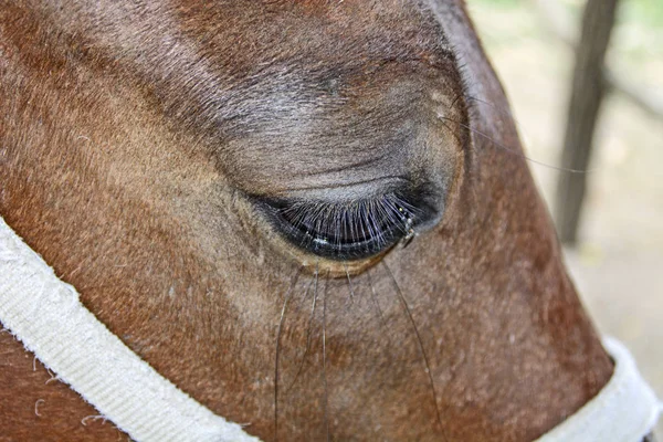 The head and eye beautiful brown horse.