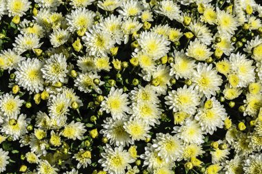 Beyaz gül kış güzel büyük bir buket.