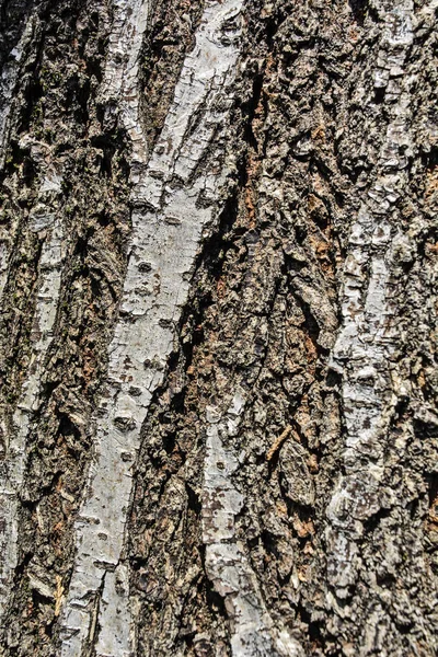 Corteza Madera Vieja Tallada Con Edad —  Fotos de Stock