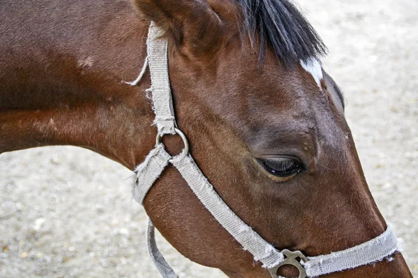 Head Eye Beautiful Brown Horse — Stock Photo, Image