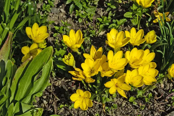 Beautiful Bouquet Yellow Saffron Autumn Garden — Stock Photo, Image