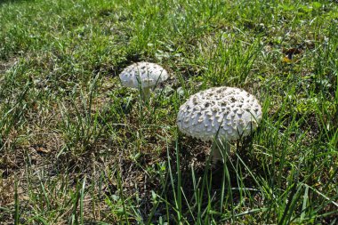 Otların arasında büyüyen güzel beyaz mantar.